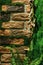 Brick wall in the office, decorated with stabilized moss, driftwood, ferns