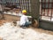 Brick wall plastered by construction workers using the cement plaster.