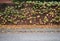 Brick wall with yellow and green vine leaves on it. Sidewalk full of fallen foliage and the asphalt road.