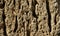 Brick wall of yellow shell rock. Closeup of shellstone texture