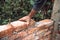 Bricklayer industrial worker installing old  bricks. masonry on exterior wall with old bricks and worker hands