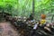 bricks with words written on them laying on top of a fallen tree in the forest surrounded by lush green trees