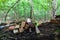 Bricks with words written on them laying on top of a fallen tree in the forest surrounded by lush green trees