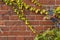 Brickwall overgrown