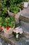 Bridal bouquet of rose and cream roses and calla lilies on the old steps near the pots of geraniums