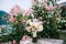 Bridal bouquet of white and pink roses, babys breathe, scabiosa, hortense and white ribbons near the blooming oleander