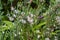 Bridal Heath Albertinia Heath- Erica baueri