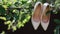 Bridal shoes hanging on tree branch. Beige color wedding footwear