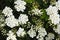 Bridal wreath shrub flowers