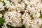 Bridal-wreaths, Rosaceae family, opaque white flowers background