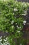 Bridalwreath Spiraea prunifolia