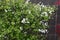 Bridalwreath Spiraea prunifolia