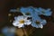 Bridalwreath spirea white flowers macro texture, moody atmospheric floral background