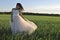 Bride in the field.