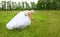 Bride on a green meadow