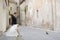 Bride and groom feeding a pigeon