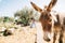 bride and groom hugging and kissing in olive grove. cute donkeys next to them. curious donkey in the foreground