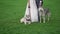 Bride and groom with husky dogs