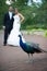 Bride and Groom with Peacock