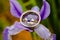 Bride and Groom rings set in a purple flower
