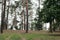 Bride and groom walking among the pines