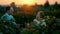 Bride and groom walking in the vineyard in the setting sun