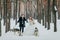 Bride and groom walks in the snowy forest with two siberian husky. Winter wedding. Artwork