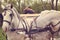 Bride and groom in a white carriage