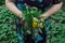 Bride Hands elderly woman bouquet wildflowers. Summer wildflower