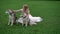 Bride with husky dogs