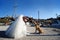 Bride kissing a dog on a Santorini harbor