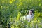 Bride portraint with white wedding dress in cole flower field