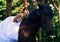 Bride poses on a horse