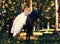 Bride poses on a horse