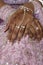 Bride\'s Hand With Henna Tattoo, Indian Wedding