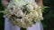 Bride in white dress holds in her hands beautiful delicate wedding bouquet