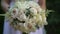 Bride in white dress holds in her hands beautiful delicate wedding bouquet