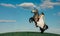 Bride in white dress sits horseback on rearing horse