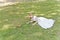Bride in white lying on grass next to the squirrel