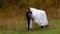 Bride in white wedding dress sitting on horse that eating