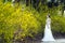 A bride with white wedding dress stand by Golden jasmine flowers