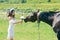 Bride woman give flower bouquet to horse