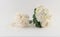 Brides Bouquet and Bridal Toss Bouquet