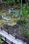 Bridge crossing the river in the Emerald Pool forest