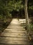 Bridge through forest