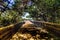 Bridge through a forest