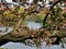 Bridge Framed by Crabapple Blossoms