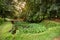 The bridge and Green caladium elephant ear plant