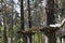 The bridge of logs tied to the ropes, part of a ropes course photo