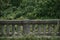 Bridge that is in the middle of a lush forest on lost road